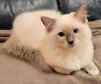 Lieve Ragdoll kittens., Dieren en Toebehoren, Katten en Kittens | Raskatten | Langhaar, Meerdere dieren, Ontwormd, 0 tot 2 jaar
