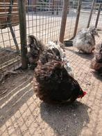 Orpington kippen, Dieren en Toebehoren, Vrouwelijk, Kip