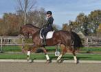 7 jarige gelderse merrie v.henkie, Dieren en Toebehoren, Paarden, Merrie, B, Gechipt, Dressuurpaard