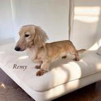 Cream crème blond teckel dekreutje ️‍️‍️‍️‍, Nederland, Rabiës (hondsdolheid), Reu, 1 tot 2 jaar