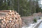 Stormschade/ boom kappen Gratis, Ophalen of Verzenden, Overige houtsoorten