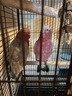 Rose kaketoe koppel, Dieren en Toebehoren, Vogels | Parkieten en Papegaaien, Meerdere dieren, Papegaai