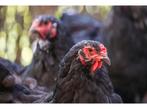 Brahma kippen | Rustig en vriendelijk | Mooie, grote kip!, Dieren en Toebehoren, Pluimvee, Kip, Meerdere dieren