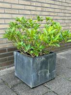 Skimmia winters in de herfst met witte pluimpjes planthoogte, Tuin en Terras, Planten | Struiken en Hagen, Ophalen, Overige soorten