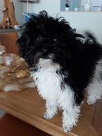 inie mini harlekijn poedeltje teefje weeg 1,800kg 1450euro, Dieren en Toebehoren, Honden | Chihuahua's en Gezelschapshonden, Poedel