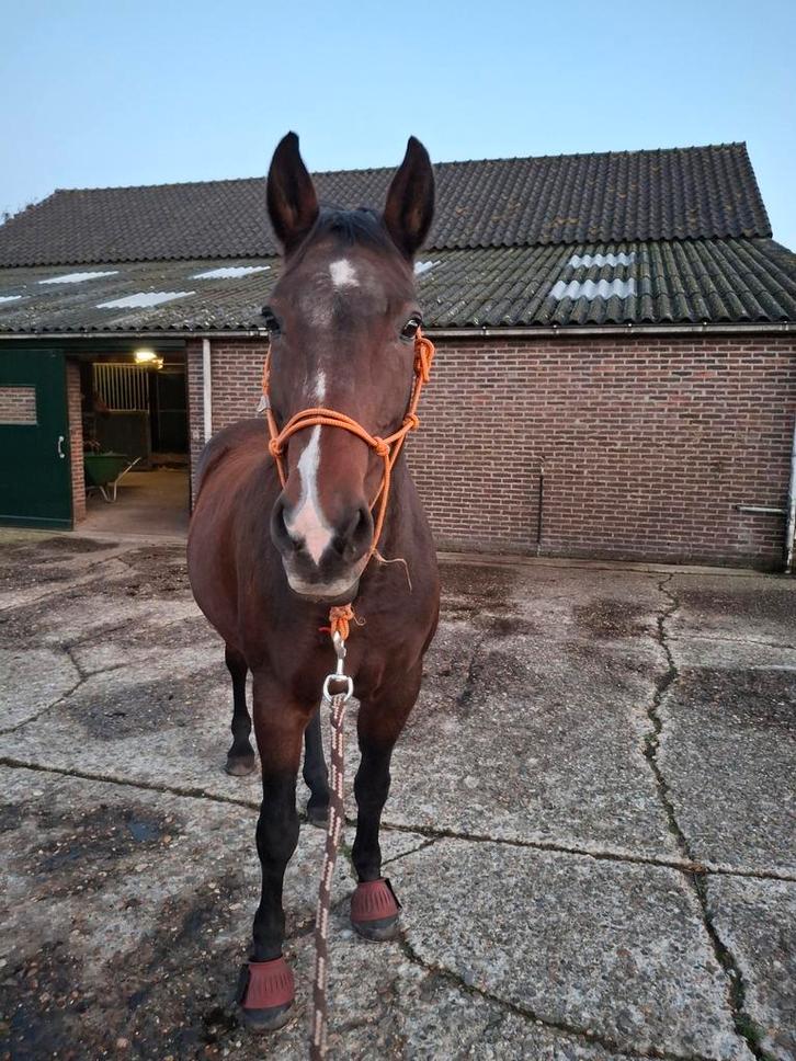 Verzorgster gezocht, Dieren en Toebehoren, Paarden en Pony's | Overige Paardenspullen, Ophalen