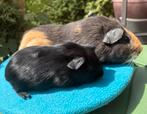 Blauw 3 kleur en zwart gladhaar cabia beertje, Mannelijk, Cavia, Voor 1 juli 2024, Tam