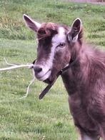 Ter dekking!!  Hoornloze, toggenburg bok, bruin/grijs, Dieren en Toebehoren, Schapen, Geiten en Varkens, Mannelijk, Geit