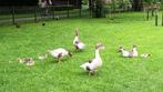 Twentse landganzen, Dieren en Toebehoren, Pluimvee, Meerdere dieren, Gans of Zwaan