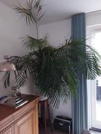 Palm te koop voor in huis, Ophalen, Palm, Halfschaduw, 150 tot 200 cm
