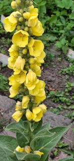 Koningskaars geel, Ophalen of Verzenden, Volle zon