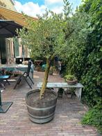 Olijfbom in half wijnvat, Overige soorten, 100 tot 250 cm, Zomer, Ophalen