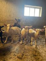 Mooie dwergbokjes en geitje te koop!, Dieren en Toebehoren, Schapen, Geiten en Varkens, Meerdere dieren, Geit