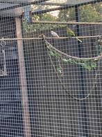 Een elegant parkiet, Dieren en Toebehoren, Vogels | Overige Vogels, Vrouwelijk, Tropenvogel