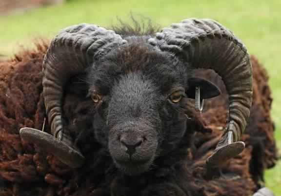 Ouessant ram GEZOCHT, Dieren en Toebehoren, Schapen, Geiten en Varkens, Schaap, Mannelijk
