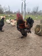 Brahma groothoen krulveer haan, Dieren en Toebehoren, Pluimvee, Mannelijk, Kip