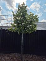 2x Leilinde Boom - Privacy & Schaduw, Tuin en Terras, Planten | Bomen, Leiboom, 100 tot 250 cm, Zomer, Ophalen