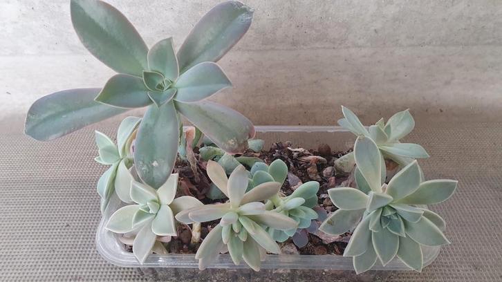 bakje 3 vetplanten Echeveria  Graptopetalum, Huis en Inrichting, Kamerplanten, Vetplant, Minder dan 100 cm, Groene kamerplant