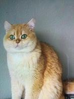 Brits korthaar dekkater black shaded golden nr 12, Dieren en Toebehoren, Katten en Kittens | Raskatten | Korthaar, Kater, Gechipt