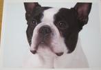 Boston terrier op nieuwe ansichtkaart, Verzenden, 1980 tot heden, Ongelopen, Hond of Kat