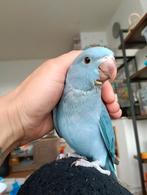 Supertamme cobalt blauwe halsbandparkiet, Dieren en Toebehoren, Vogels | Parkieten en Papegaaien, Vrouwelijk, Parkiet
