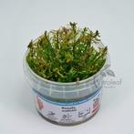 Rotala wallichi | Invitro | aquariumplanten OP VOORRAAD!, Dieren en Toebehoren, Nieuw, Plant(en), Steen of Hout, Ophalen of Verzenden