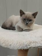 Mooie Brits Korthaar x Ragdoll kittens, Dieren en Toebehoren, Katten en Kittens | Raskatten | Korthaar, Kater, Gechipt, 0 tot 2 jaar