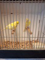 Gele kanarie's, Dieren en Toebehoren, Vogels | Kanaries, Meerdere dieren, Kleurkanarie