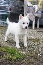 Witte mooi Siberian Husky teef, Particulier, Overige rassen, 8 tot 15 weken, Buitenland
