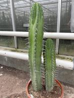 Cactus Polaskia ChiChipe vertakt circa 75-78 hoog. Pot 30 cm, Ophalen of Verzenden, Minder dan 100 cm, Bloeiende kamerplant, Volle zon