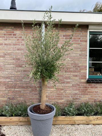 Super mooie olijfboom in stonelook kunststof pot  beschikbaar voor biedingen