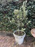 Olijfboompje, Tuin en Terras, Planten | Bomen, Overige soorten, Lente, Minder dan 100 cm, Ophalen