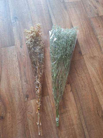 2 Bossen Gipskruid - Gedroogd & Gepreserveerd beschikbaar voor biedingen