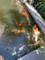 Japanse koi vijver (40+ Kois), Dieren en Toebehoren, Karper of Koi