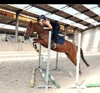 Training en verkoop van uw pony of paard!, Dieren en Toebehoren, Stalling en Weidegang