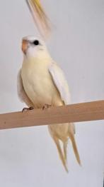 Splendid, Dieren en Toebehoren, Vogels | Overige Vogels, Vrouwelijk, Tropenvogel