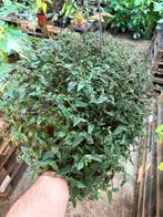 Tradescantia Quadricolor Hangplant - Groot!, Huis en Inrichting, Kamerplanten, Ophalen of Verzenden