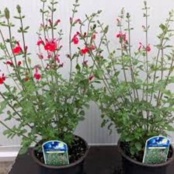Te Koop : Supermooie Salvia Hot Lips planten in pot. beschikbaar voor biedingen