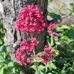 Spoorbloem rood, Ophalen of Verzenden, Gehele jaar, Volle zon, Zaad