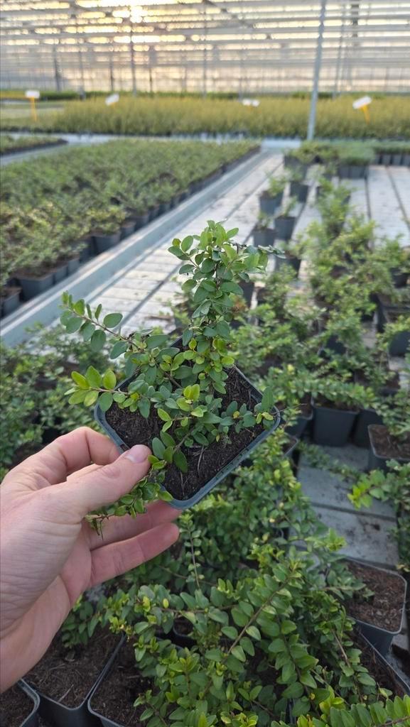 Lonicera Maigrun - Vaste plant - Kamperfoelie - goedkoop, Tuin en Terras, Planten | Tuinplanten, Vaste plant, Bodembedekkers, Halfschaduw