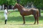 Leasepony aangeboden, Dieren en Toebehoren, Stalling en Weidegang, Stalling, 1 paard of pony