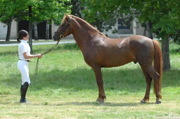 Leasepony aangeboden, Dieren en Toebehoren, Stalling en Weidegang, Stalling, 1 paard of pony