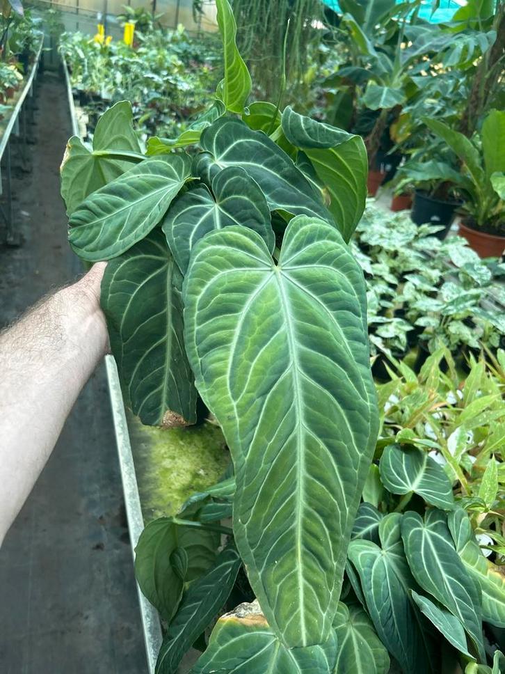 Anthurium villenaorum. Actie!!, Huis en Inrichting, Kamerplanten, Overige soorten, Minder dan 100 cm, Groene kamerplant, Halfschaduw