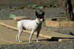 Alvin [bodeguero] zoekt baasje stichting Tigger foundation, Rabiës (hondsdolheid), Middel, Buitenland, 1 tot 2 jaar