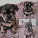 NL franse bulldog pups, Dieren en Toebehoren, Honden | Bulldogs, Pinschers en Molossers, Parvo, 8 tot 15 weken, Bulldog, Meerdere