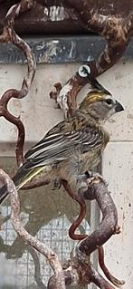 Groene kardinalen, Dieren en Toebehoren, Vogels | Overige Vogels, Mannelijk, Tropenvogel, Geringd