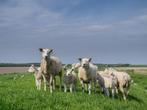 Weide/Slacht lammeren/schapen  GEZOCHT, Dieren en Toebehoren, Schapen, Geiten en Varkens, Meerdere dieren, Schaap