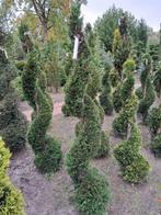 Cupressocyparis leylandii spiraalvorm 175 cm hoog, Tuin en Terras, Bloeit niet, Overige soorten, 100 tot 250 cm, Ophalen