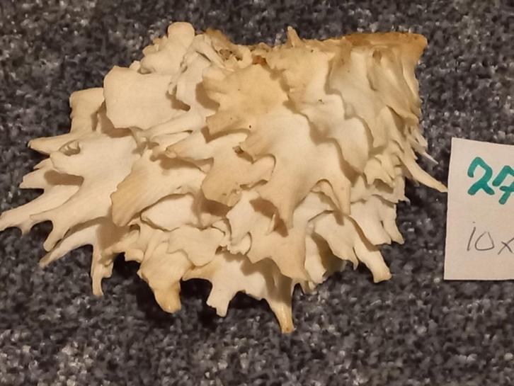 Mooi Soort Chama `lazarus Schelp 10 x 9 cm. hoog 4 cm., Verzamelen, Mineralen en Fossielen, Schelp(en), Ophalen