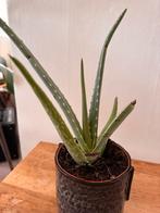 Aloe Vera plant met pot - ca 30cm hoog, Ophalen, Vetplant, Halfschaduw, In pot